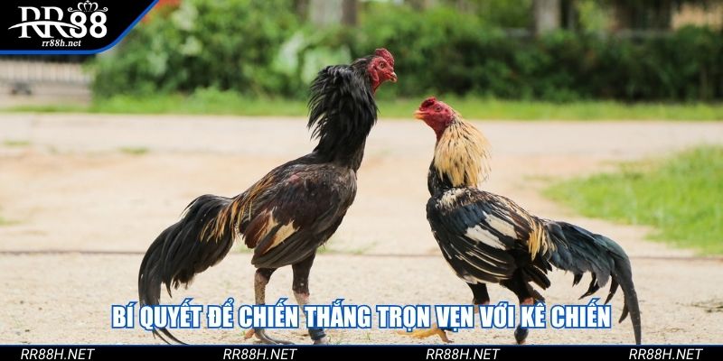 Bí quyết để chiến thắng trọn vẹn với kê chiến