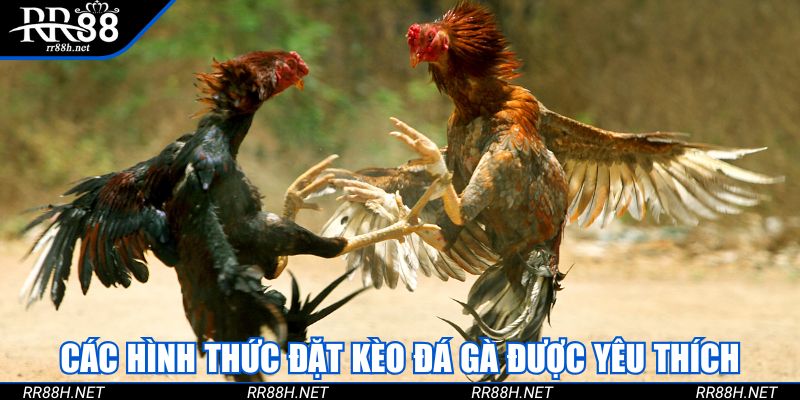 Các hình thức đặt kèo đá gà được yêu thích