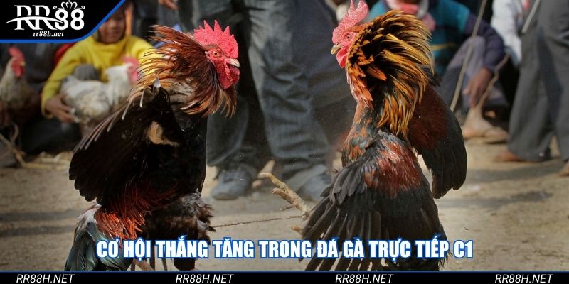 Cơ hội thắng tăng trong đá gà trực tiếp C1