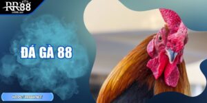 Đá Gà 88 - Chiến Lược Thi Đấu Và Mẹo Thắng Hiệu Quả