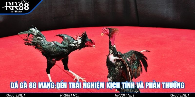 Đá gà 88 mang đến trải nghiệm kịch tính và phần thưởng