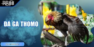 Đá Gà Thomo - Bí Quyết Chọn Trận Và Phân Tích Kèo Chuẩn Xác