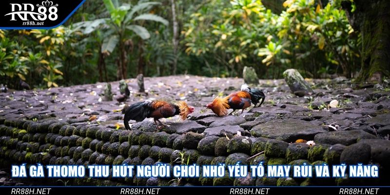 Đá gà Thomo thu hút người chơi nhờ yếu tố may rủi và kỹ năng
