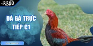 Đá Gà Trực Tiếp C1 – Trải Nghiệm Đỉnh Cao Cho Tín Đồ Chiến Kê
