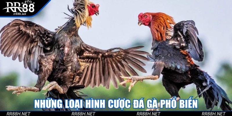 Những lọai hình cược đá gà phổ biến
