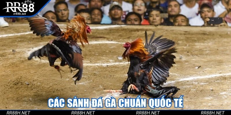 Các sảnh đá gà chuẩn quốc tế